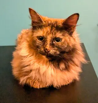 KITTY MOOMIE