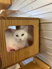 Yuki
