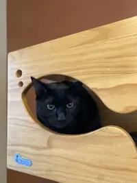Onyx