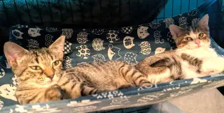 KITTEN SPARROW