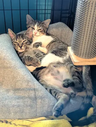 KITTEN HAWK
