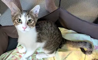 KITTEN HAWK