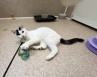 Suzi