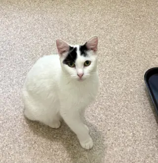 Suzi