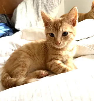 KITTEN SONNY