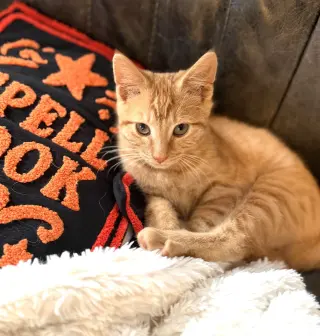 KITTEN SONNY