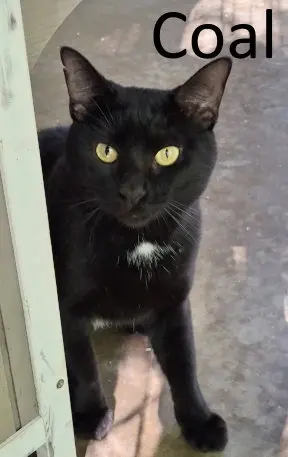Coal