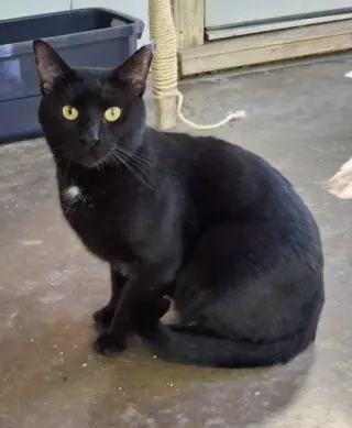 Coal