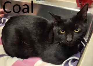 Coal