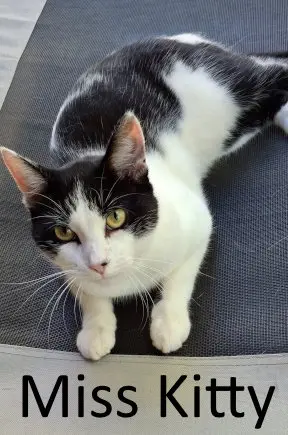 Miss Kitty