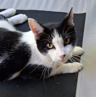Miss Kitty
