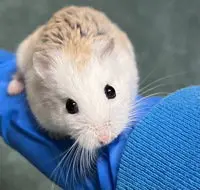 Fluffy
