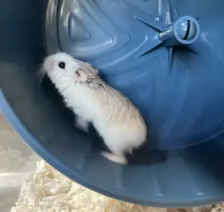 Fluffy