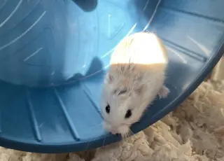 Fluffy