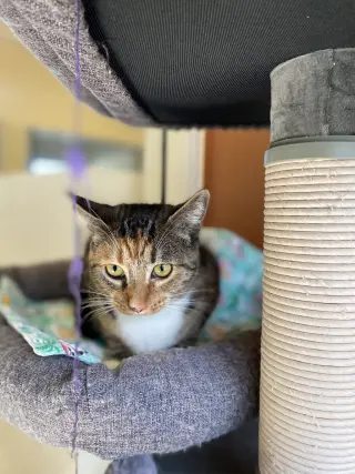 Leia