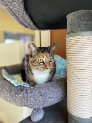 Leia