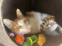 Bebe