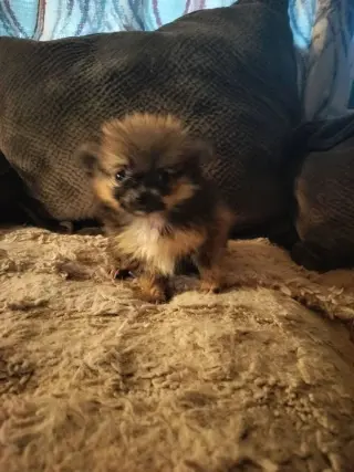 Pumpkin/PENDING