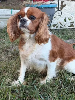 Annabelle/ PENDING