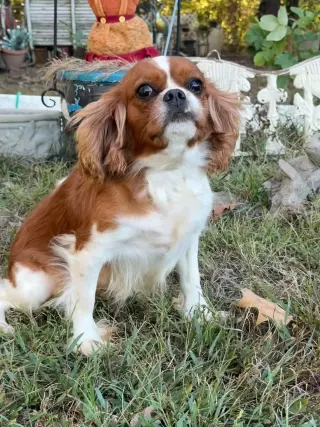 Annabelle/ PENDING