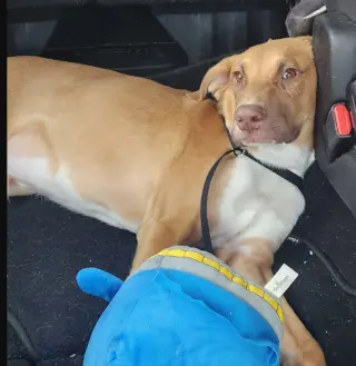 Frank