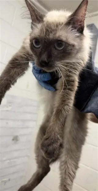 BASIL