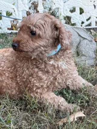 Charm