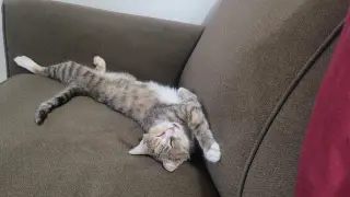 Kanga (FIV+) (foster cat)