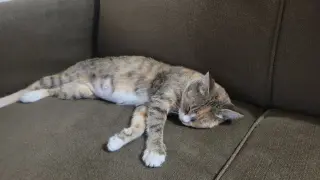 Kanga (FIV+) (foster cat)