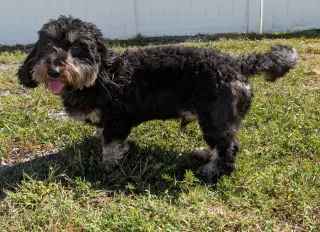 Otto in TN