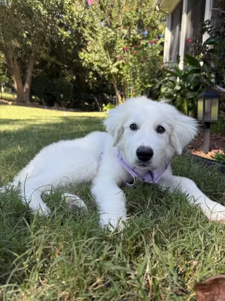 Sampson