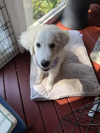 Sampson