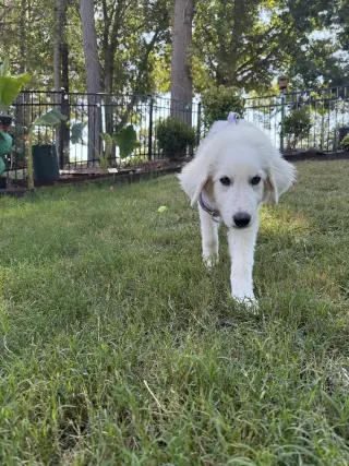 Sampson