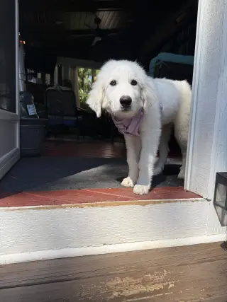 Sampson
