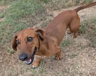 Winston in LA