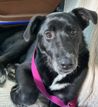 Lilli