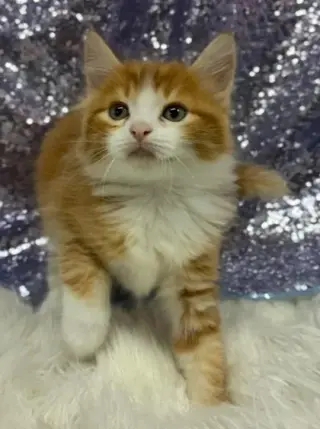 Sansi