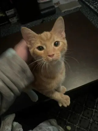 Macaroni