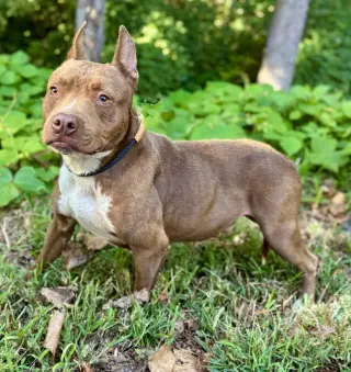 Athena
