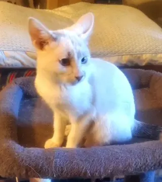 KITTEN BLUE EYED KIT KAT