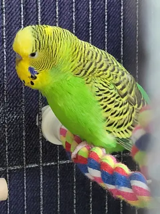 Jasper, Ringo, Jade and Twitch