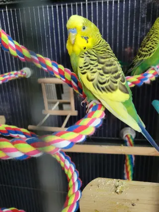Jasper, Ringo, Jade and Twitch