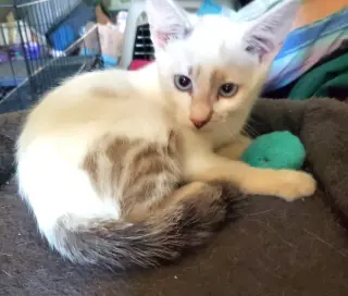 KITTEN BLUE EYED KIT KAT