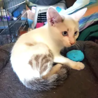 KITTEN BLUE EYED KIT KAT