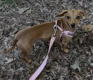 Millie