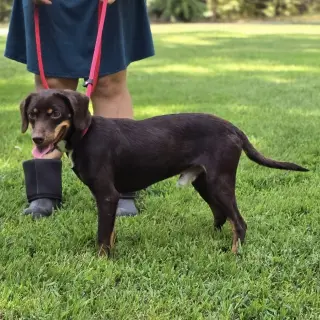 FRANKIE