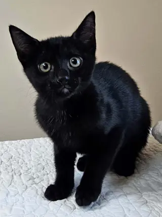Kitten Yellowfang