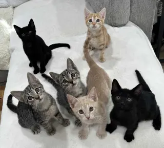Kitten Yellowfang