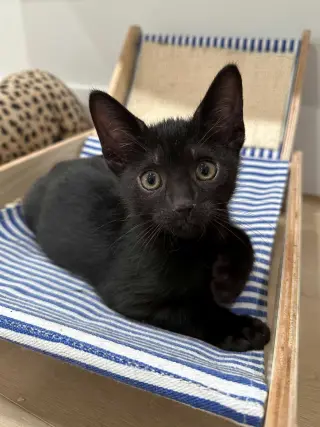 Kitten Yuri