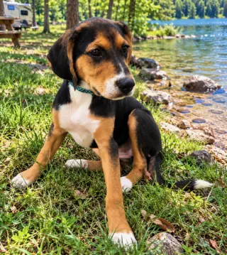 PUPPY WINNIE